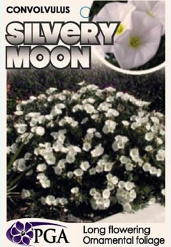 Convolvulus Silvery Moon - Ausplant Nursery, Dalby